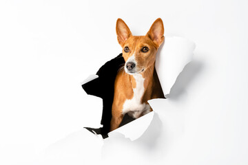 Portrait of a dog on a white background.