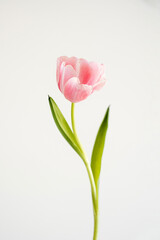 Bright Pink Tulip Flower in Bloom with Green Leaves and Stem Against Simple Light Background. Spring, Nature, and Botanical Themes, Close-Up Floral Image
