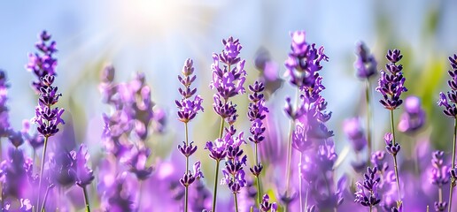 Naklejka premium A field of blooming lavender flowers. The flowers are in full bloom and the colors are vibrant. The photo is taken on a sunny day, with the sun shining through the flowers.