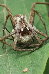 Vertical closeup on a Nursery web spider, Pisaura mirabilis, protecting it's egg-sac, parental care in insects