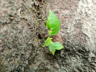 Small Green Plant Emerging from Old Brick Crevice