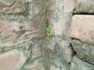 Small Green Plant Emerging from Old Brick Crevice