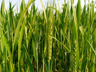 Vibrant Green Wheat Farm in Early Growth Stage