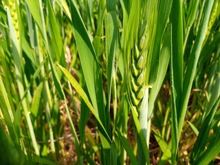 Vibrant Green Wheat Farm in Early Growth Stage