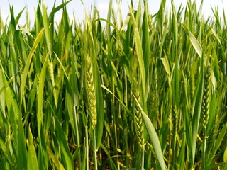 Vibrant Green Wheat Farm in Early Growth Stage