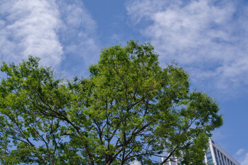 樹木と青空