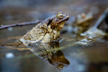 Portrait of a frog looking out of the water.