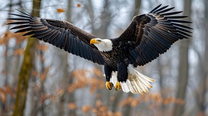 Obraz premium Majestic Bald Eagle in Powerful Mid Flight with Wings Spread and Open Beak Capturing Essence of Wildlife