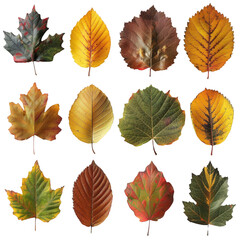 Obraz premium Vivid Autumn Leaves Collection - Photorealistic Botanical Elements in Various Colors Isolated on White Background