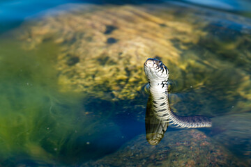 Portrait of a snake looking out of the water.