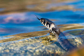 Portrait of a snake looking out of the water.