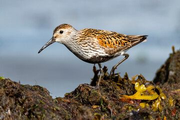 Portrait of seabirds on the shore.