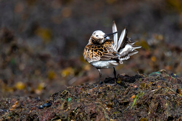 Portrait of seabirds on the shore.
