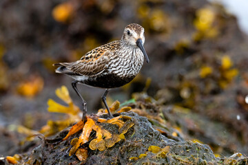 Portrait of seabirds on the shore.