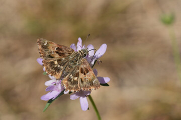 Closeup on the small brown Mallow Skipper, Carcharodus alceae with spread wings on a pink scabious flower, Gard, France