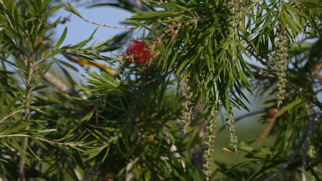 Gray bird eating insects from Weeping Bottlebrush tree flower