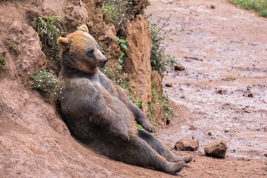 Brown bear relaxing on a muddy hillside