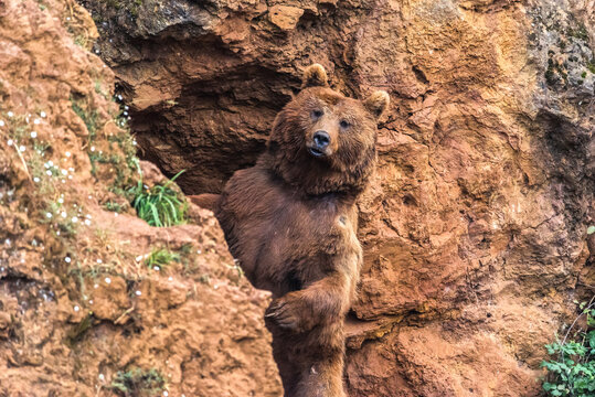 Brown bear peeking from a rocky cave