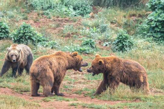 Brown bears interacting in a lush green field