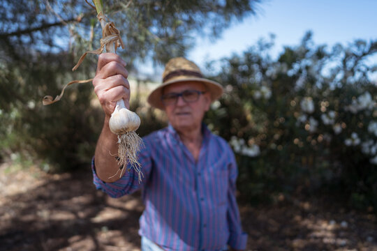 Elderly Farmer Holding Freshly Harvested Garlic Bulb