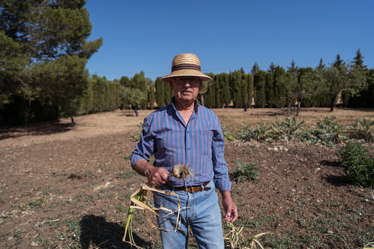 Elderly farmer holding garlic in a rustic field