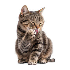 Cat Licking Paw After Eating On Transparent Png Background For Post-Meal Satisfaction . Generative ai