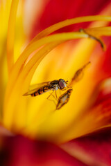 Hoverfly getting pollen from a lily flower
