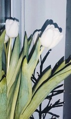 tulips