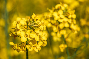 Rapeseed flower closeup.Blooming rapeseed (Brassica napus).Oilseed, canola, colza.Blooming yellow canola flower meadows.Macro photo.