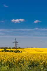 Blooming rapeseed (Brassica napus).Yellow field and blue sky with clouds.Agricultural field with...
