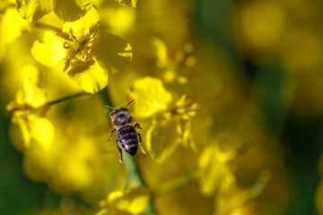 Honey bee feeding on a yellow flower rape.Blooming rapeseed (Brassica napus).Agricultural field with rapeseed plants. Oilseed, canola, colza.Macro shot on flowers.