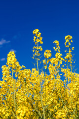 Blooming rapeseed (Brassica napus).Yellow field and blue sky with clouds.Agricultural field with rapeseed plants. Oilseed, canola, colza.Blooming yellow canola flower meadows.