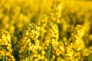 Rapeseed flower closeup.Blooming rapeseed (Brassica napus).Oilseed, canola, colza.Blooming yellow canola flower meadows.Macro photo.
