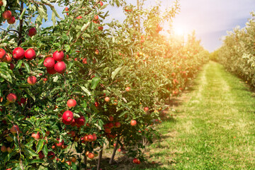 Apple orchard with red ripe apples on branches.Two rows of apple trees full of fruit seen under a blue sky nearly ready for picking.Apple orchard.Morning shot