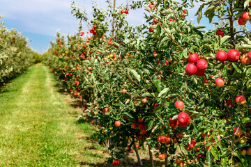 Apple orchard with red ripe apples on branches.Two rows of apple trees full of fruit seen under a...