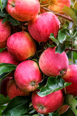 Red apples on a tree.Ripe Apples in the Apple Orchard before Harvesting. Apple orchard. Basket of Apples.Morning shot