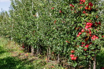 Apple orchard with red ripe apples on branches.Two rows of apple trees full of fruit seen under a blue sky nearly ready for picking.Apple orchard.Morning shot