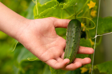 ripe cucumber in hands on the bed, the concept of proper nutrition