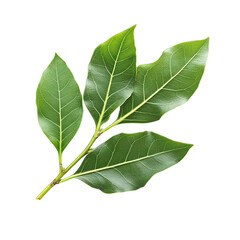 Obraz premium green leaf on white