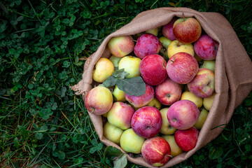 Freshly picked apples in the summer orchard. Red apples in the linen sack on the grass. Organic farm product.