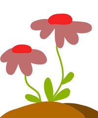 red flower isolated on white