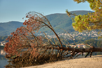 Fototapete bei efototapeten.de bestellen   