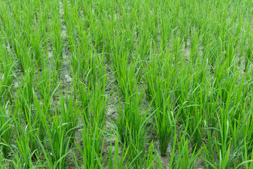 Fresh green rice plant in paddy field.