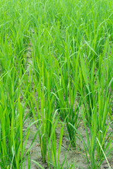 Fresh green rice plant in paddy field.