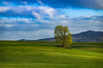 a lonely tree in the middle of a meadow