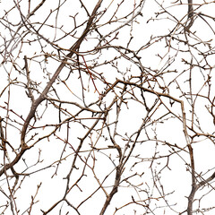 Fototapeta premium branches of a tree in winter