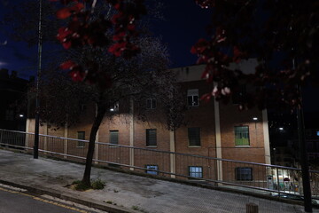 Tree in the street at night