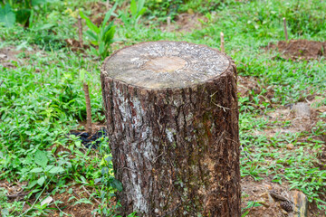 Log trunks pile, the logging timber forest wood industry. Wide banner or panorama heavy wood trunks.