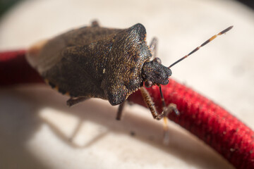 Bug on a red rope close up