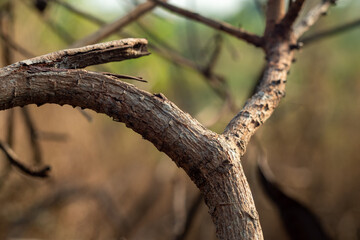 dry tree trunk from burnt